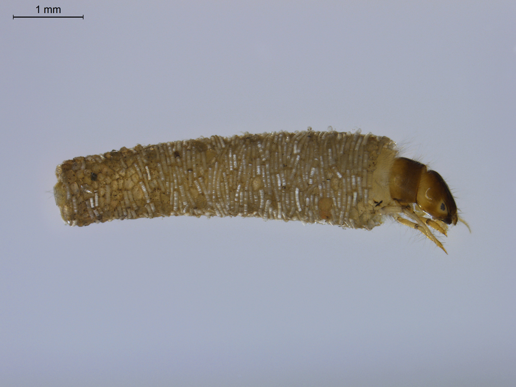 Sericostoma personatum